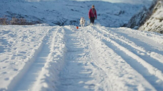 A miniature bullterrier chasing a ball in a snow-covered landscape.