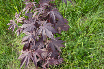 Maroon leaves of Japanese maple sapling acer palmatum atropurpureum in the garden