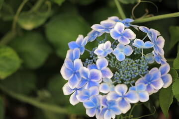 アジサイ