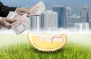Businessman offer money for Durian tropical fruit for city