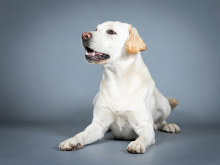Labrador Retriever lying in a photography studio