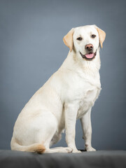 Labrador sitting in a photo studio