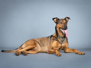 Sheepdog mongrel lying in a photography studio