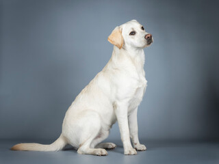 Labrador sitting in a photo studio