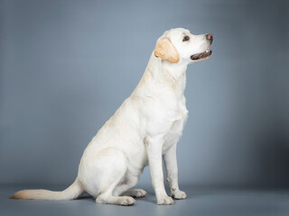 Labrador sitting in a photo studio