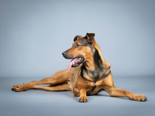 Sheepdog mongrel lying in a photography studio