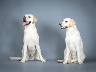 Two Labrador Retrievers sitting in a photography studio