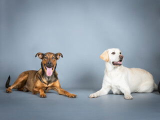 Mixed breed sheepdog and labrador retriever lying in a photography studio
