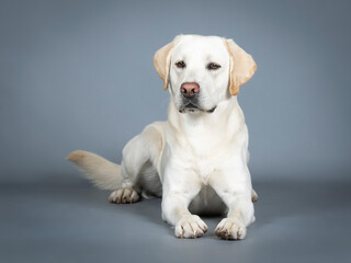 Labrador Retriever lying in a photography studio