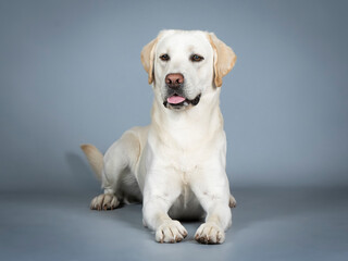 Obraz premium Labrador Retriever lying in a photography studio