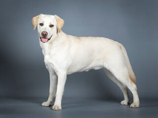 Labrador standing in a photo studio