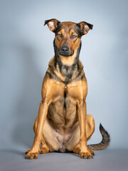 Sheepdog mongrel sitting in a photo studio