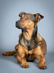 Sheepdog mongrel lying in a photography studio