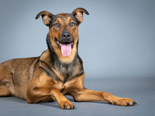 Sheepdog mongrel lying in a photography studio