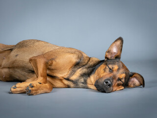 Mongrel shepherd dog sleeping in a photography studio