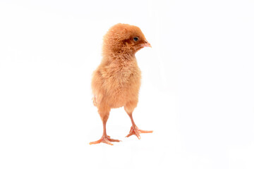 Cute little chicken isolated on white background.