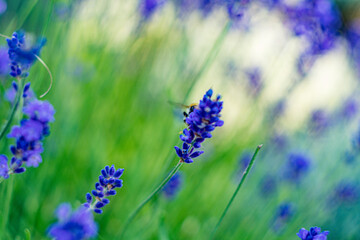 lavender flowers in the field in Budapest