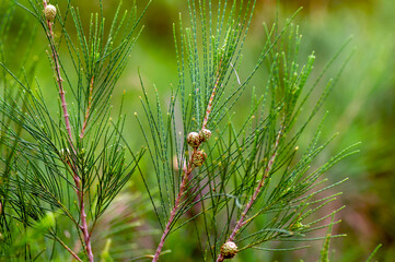 Cemara Udang, Australian pine tree or whistling pine tree (Casuarina equisetifolia) leaves and...
