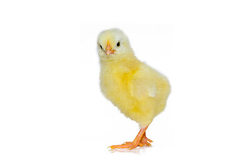 Cute little chicken isolated on white background.