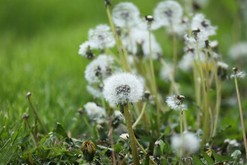 dandelions in the grass