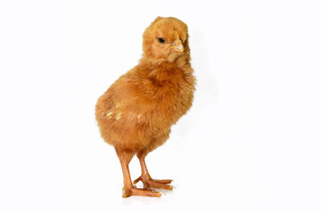 Cute little chicken isolated on white background.