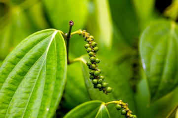 Lada, merica, Piper Nigrum, peppercorn, common pepper, fresh green pepper seed on the tree, shallow focus