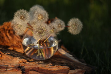 still life with dandelions seed