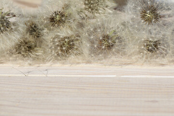 wooden backgrouns with dandelions