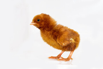 Cute little chicken isolated on white background.
