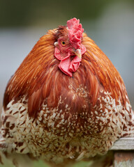 Close up portrait of red brown rooster
