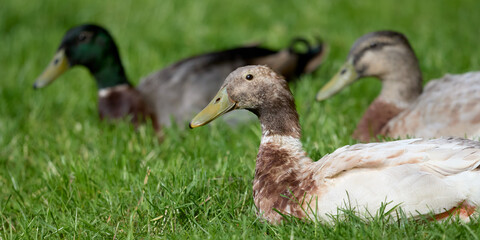 Indian runner ducks resting in grass