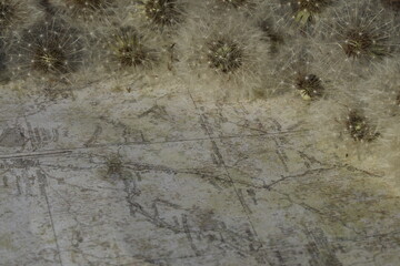 distress vintage background with dandelions seed and copy space