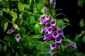 purple flowers in the royal garden in London