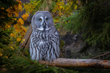 Owl in the forest