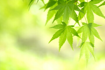 Fototapeta premium green leaves of Acer palmatum in spring