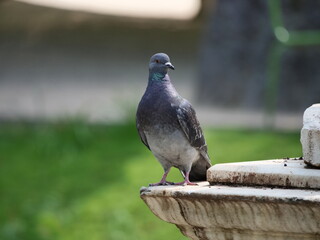 pigeon on statue