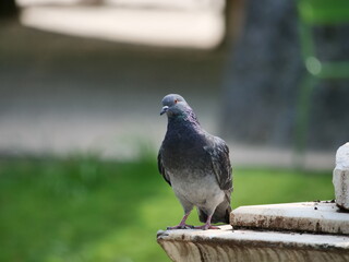 pigeon in the park