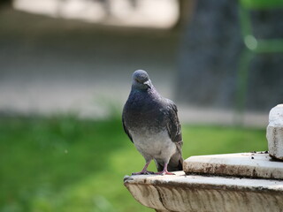 pigeon on stone