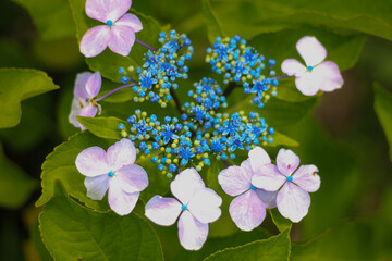 紫と青のガクアジサイ