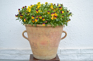 colorful blooming pansy flowers in the pot