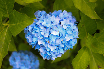 ハートの青の紫陽花