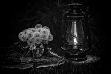 still life with dandelions and kerosene lamp in black and white