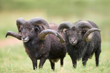 Two male ouessant sheep with big horns