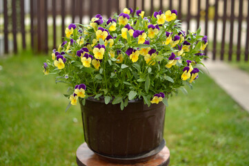 colorful blooming pansy flowers in the pot