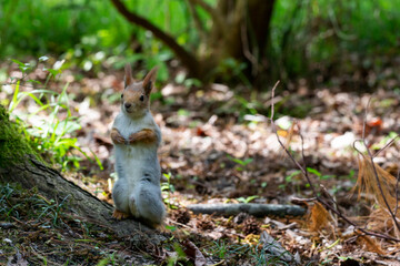 Squirrel close-up among autumn foliage in the forest