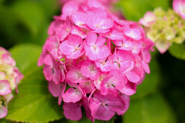ピンクの花が美しいアジサイ