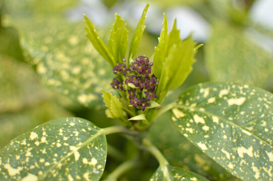 blooming golden aucuba plant close up