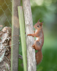 Naklejka na ściany i meble European red brown squirrel on wooden pole
