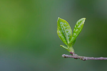 Closeup, Top of Green tea leaf in the morning, tea plantation, blurred background.