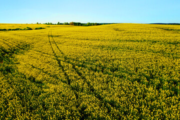 Rapeseed Field with Yellow Flowers. Yellow background Field with Rapeseed. Agricultural field With Flowering Blooming Oilseed Field. Rural Landscape in Spring Season.  Blossom Canola Yellow Flower.